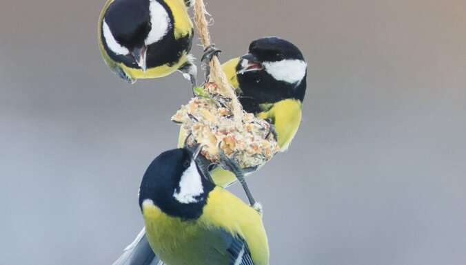 Ужин птичкам нужен: Как самим сделать очень простой и вкусный корм для птиц