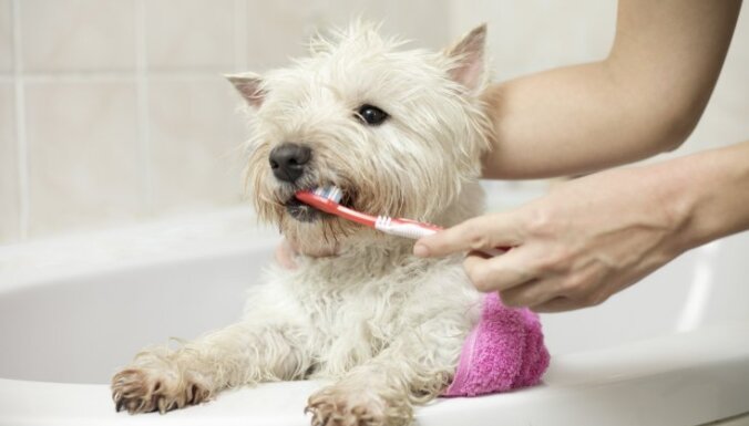 Nost ar smakojošu elpu: veterinārārsta ieteikumi dzīvnieka mutes veselības uzlabošanai