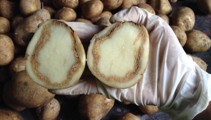 Kartupeļiem veidojas tumši gredzeni – kāpēc tā?