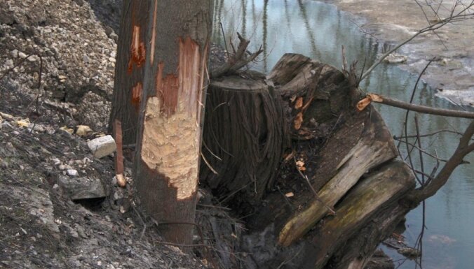 Бобры атакуют деревья около бизнес-центра на Мукусалас