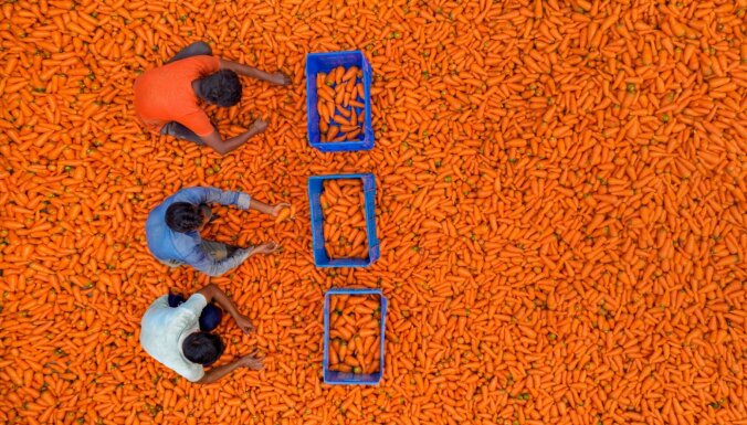 ФОТО. Как в Бангладеш морковку собирают