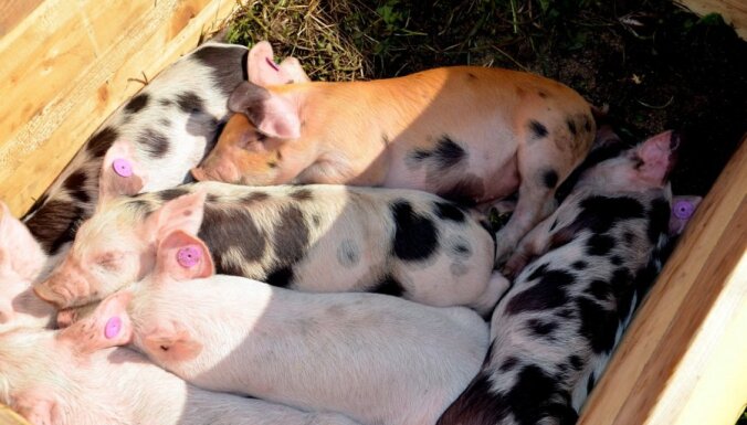 VVD atklāj pārkāpumus cūkkopības uzņēmumā 'Baltic Pork' un sāk administratīvo lietu