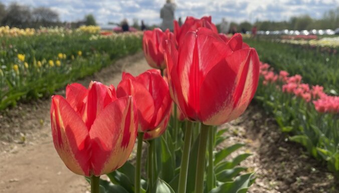 ФОТО. Нидерланды на окраине Риги – поля тюльпанов и нарциссов в Даугмале