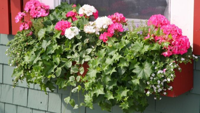 Какие цветы посадить на балконе? Выбираем растения для разных сторон света