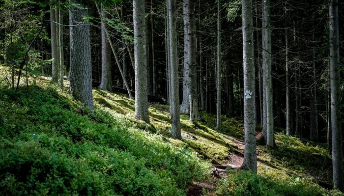 Mistiski stāsti un neskarta daba: pastaigu taka Raudas mežā, kurā slēpjas vietējās bagātības