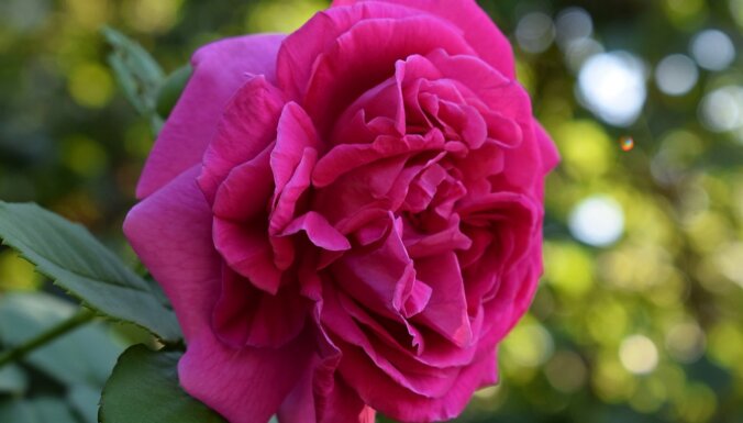 Королевские цветы: 11 сортов роз, которые украсят ваш сад