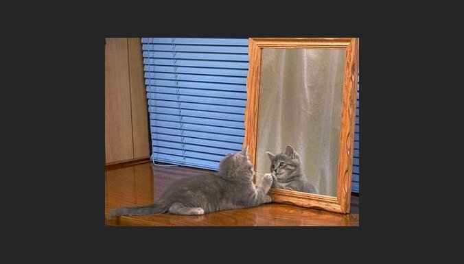 Kaķis pie spoguļa