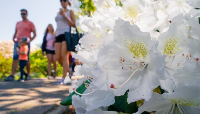 Fotopastaiga pa apbrīnojami ziedošo rododendru dārzu Pārdaugavā