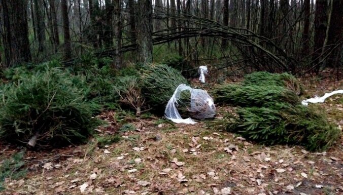 Beberbeķu dabas parkā pamestas neiztirgotās Ziemassvētku eglītes