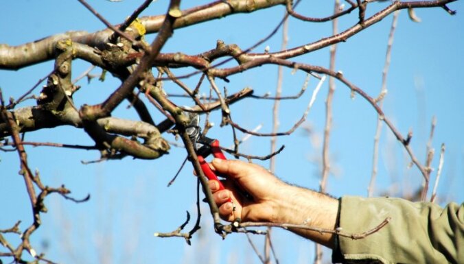 Veco zaru izgriešana: kā pareizi veidot augļu koku vainagu