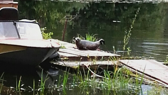 ФОТО: В Озолниекском пруду замечен кольчатый тюлень