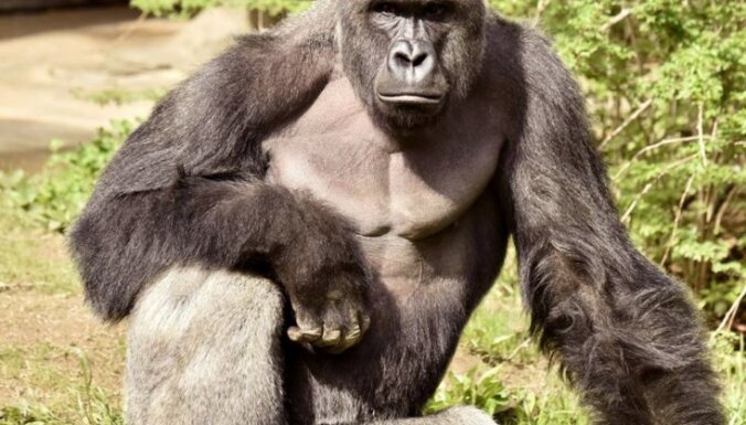 Sinsinati zoodārzā nošauj gorillu, jo tās aplokā iekļuva četrgadīgs zēns