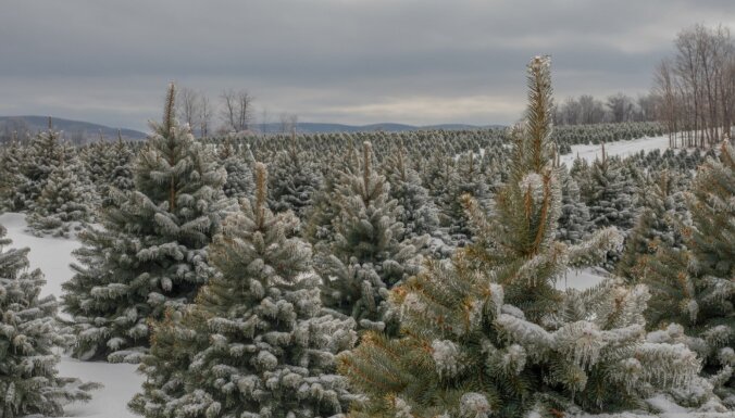 В этом году упал спрос на живые рождественские елки