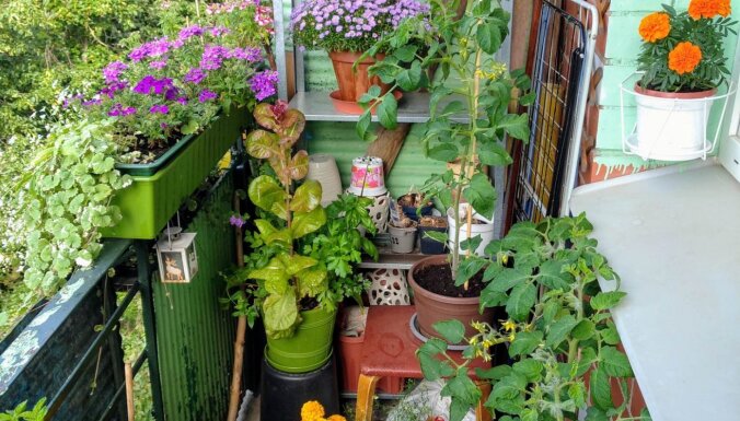 Ideja: nosargā balkona augus no izkalšanas ar agroplēvi