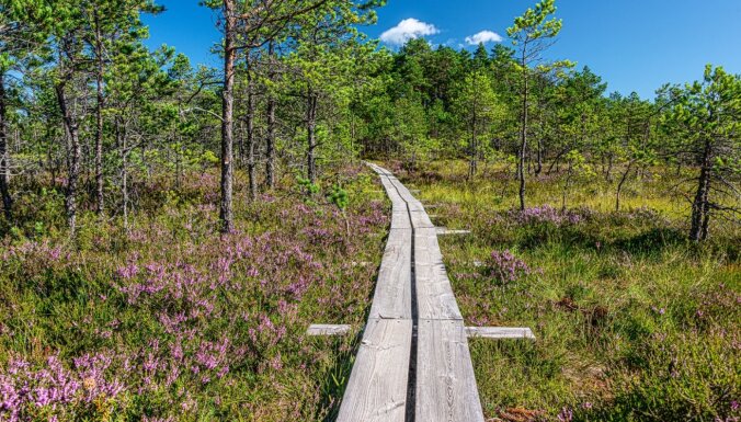 Gar draudīgiem purva akačiem un smaržīgiem viršiem – pasakainas dabas takas Igaunijā