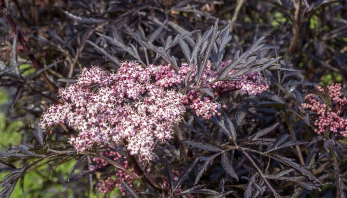 Daiļdārza 'melnie zirdziņi' – augi ar tumšu lapotni