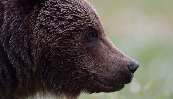 Žīguru meža masīvā lācis ievainojis 'Latvijas valsts meži' darbinieku, vēsta portāls