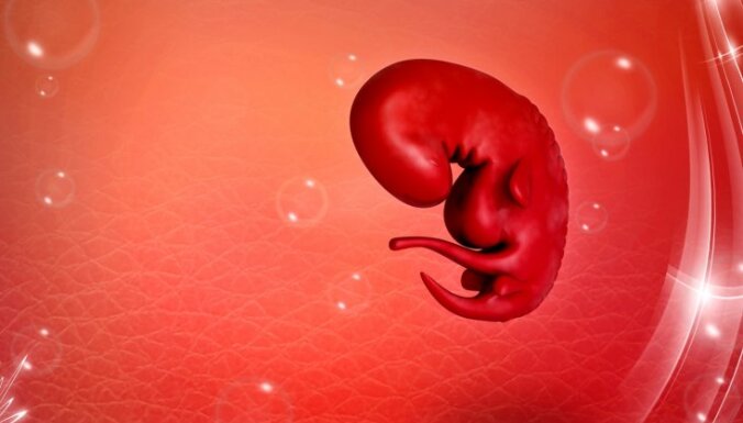 placenta