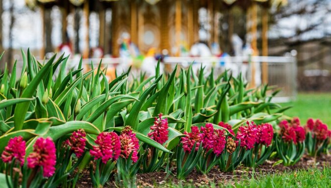 ФОТО. В мае в Пакруойском поместье пройдет первый Весенний фестиваль цветов