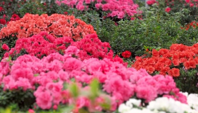 ФОТО. Зима в цветах: в Ботаническом саду ЛУ цветет самая большая в Балтии коллекция азалий