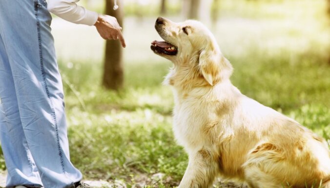 Septiņi veidi, kā tu neapzināti kaitē savam sunim