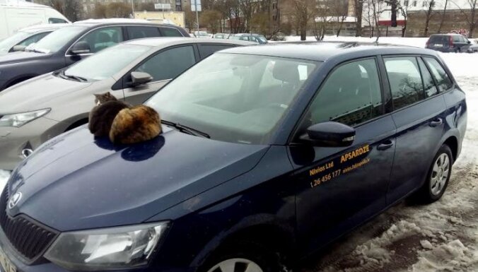 Foto: Divi kaķi sargā apsardzes auto