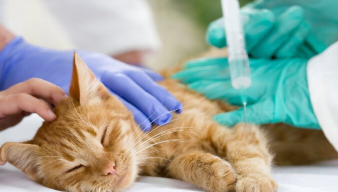 Turpmāk veterinārārsti ziņos, ja saimnieki mājdzīvniekam savlaicīgi nenodrošinās medicīnisko palīdzību
