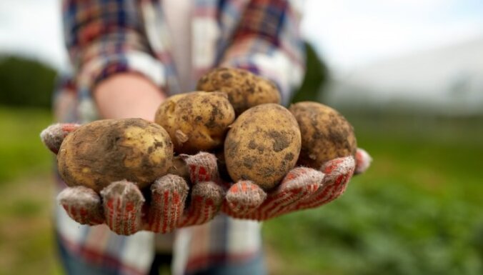 Šķirņu saraksts un diedzēšanas paņēmieni: kartupeļu stādīšanas ABC