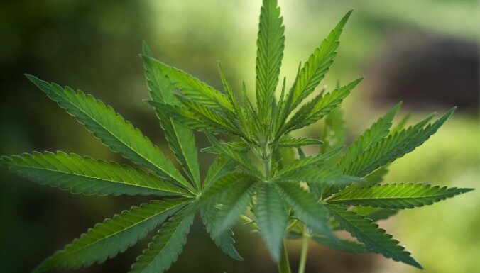 Vācijā legalizēs medicīnisko marihuānu