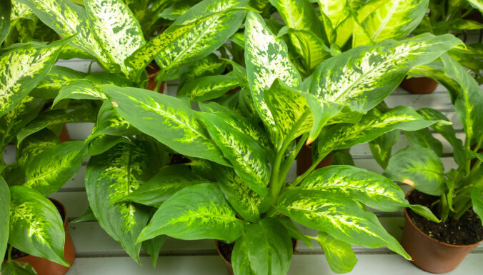 Будьте осторожны! 8 ядовитых растений, которые могут расти у вас дома и в саду