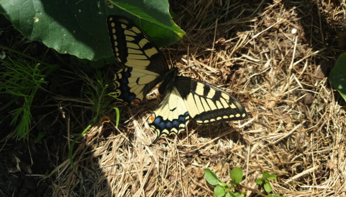 Jēkabpilī piemājas dārzā iemūžināts 'Papilio machaon'