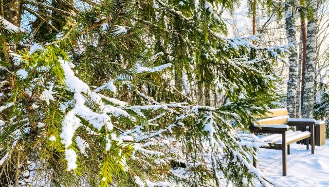 ФОТО. Снежная прогулка по старейшему дендрарию в Латвии в Скривери