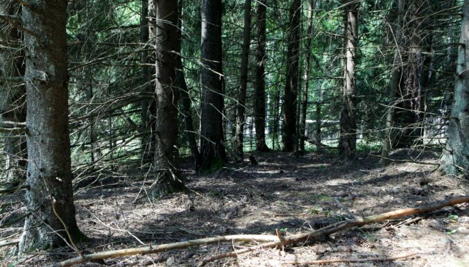 Vairāk malkas apkurei – ZM rosina palielināt ciršanas apjomu valsts mežos