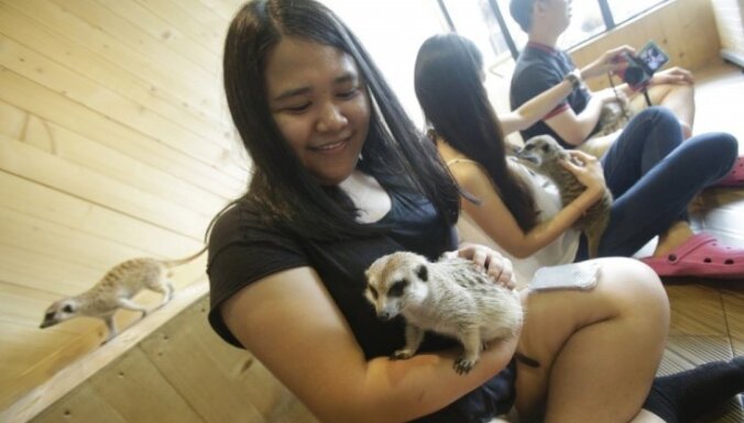 Foto: Nekādu kaķu! Kafejnīcā Bangkokā var samīļoties ar žiperīgajiem surikatiem