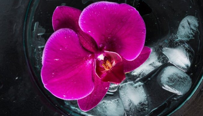 Таинственные райские птицы в цветочных горшках – королевы орхидеи