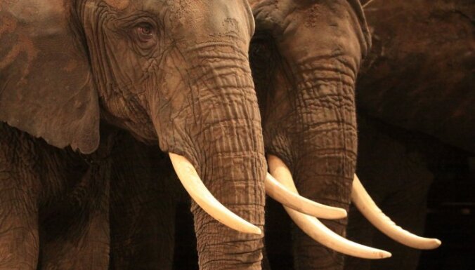 Rīgas zooloģiskajā dārzā ziloņi varētu arī neatgriezties