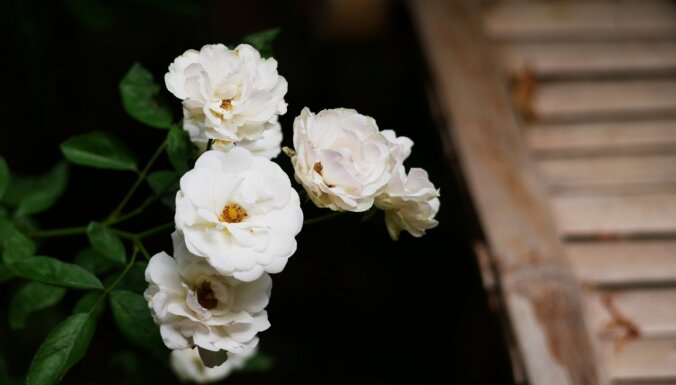 No vīteņrozēm līdz klājeniskajām – kā izvēlēties īsto rožu veidu savam dārzam