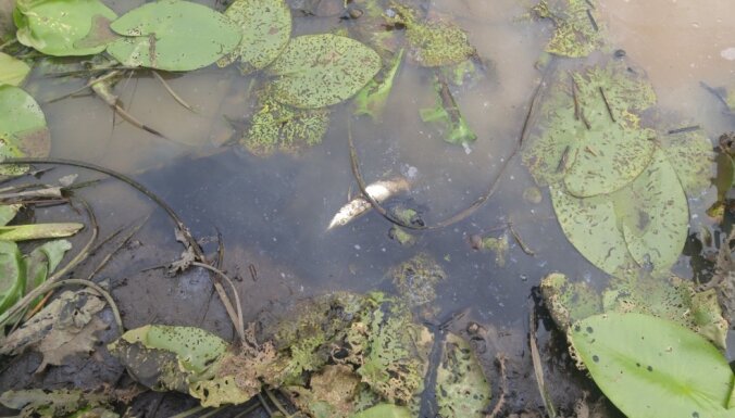 Vides inspektori Sāvienas ezerā konstatējuši 200 beigtas zivis