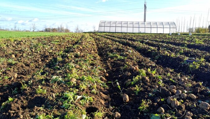 Foto: Zemnieku saimniecībā Latgalē novembrī novāc kartupeļus