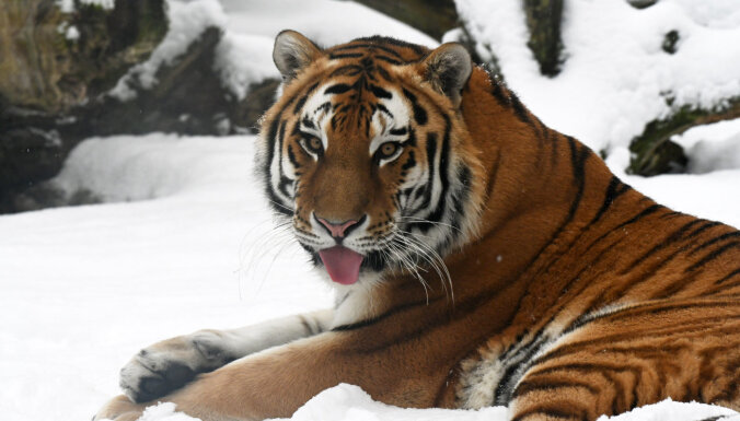 Svētki Rīgas zoo – Amūras tīģeris Augusts sasniedzis pilngadību