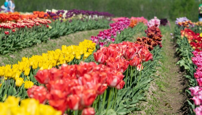 Kā ārvalstīs: Daugmalē krāšņi zied iespaidīgie tulpju lauki