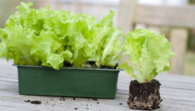 Kā izaudzēt svaigus salātus uz palodzes?