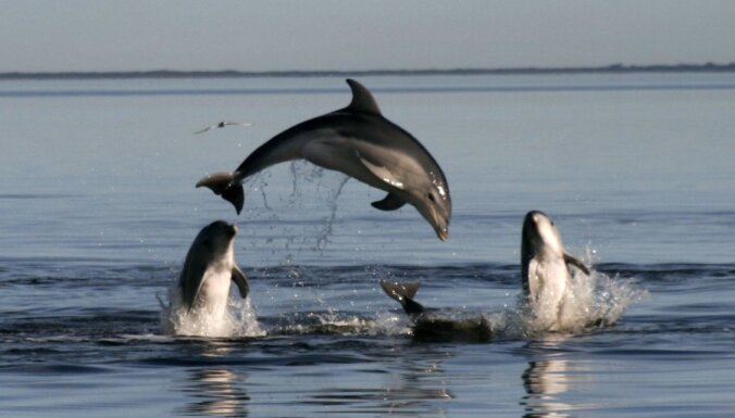 Pie Austrālijas krastā izmetušies vairāk nekā 90 delfīnu