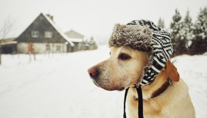 Ziemassvētku rotājumi, antifrīzs un citi apdraudējumi suņa dzīvībai ziemā