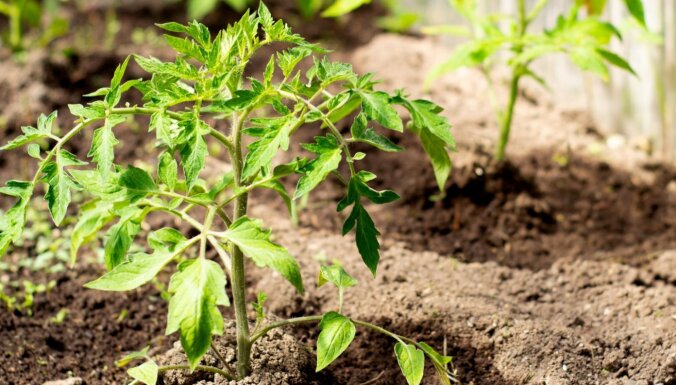 Как подготовить почву в теплице для наилучшего урожая томатов и огурцов