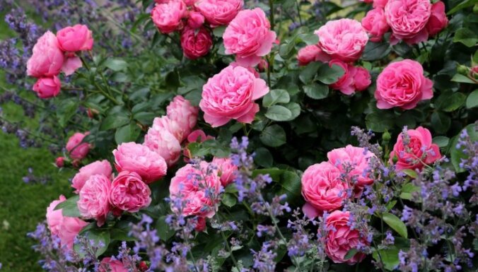 Dārza karalienes rozes: kādi ir tām draudzīgie un nevēlamie kaimiņi
