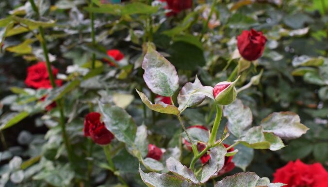 Rožu miltrasas apkarošana bez liekas ķīmijas