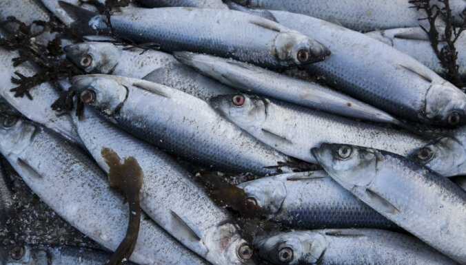 Министры стран ЕС примут решение о квотах на рыбный промысел в Балтийском море в 2023 году