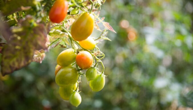 Селекционер рекомендует: новые необычные сорта томатов, которые стоит вырастить этим летом