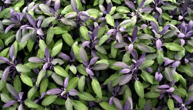 Krāšņās un aromātiskās salvijas Latvijas dārzos: kā kopt un vai pārziemos?